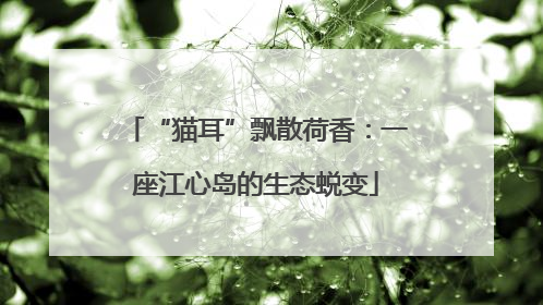 “猫耳”飘散荷香：一座江心岛的生态蜕变