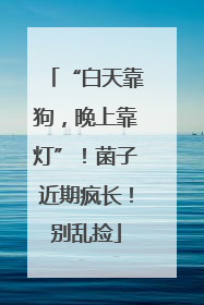 “白天靠狗，晚上靠灯”！菌子近期疯长！别乱捡