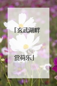 玄武湖畔赏荷乐