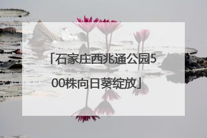 石家庄西兆通公园500株向日葵绽放