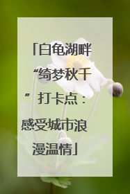 白龟湖畔“绮梦秋千”打卡点：感受城市浪漫温情