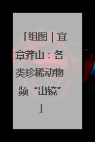 组图｜宜章莽山：各类珍稀动物频“出镜”