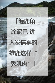 缠鹿角 涂泥巴 进入发情季的雄鹿这样“秀肌肉”