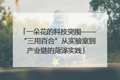 一朵花的科技突围——“三用百合”从实验室到产业链的菏泽实践