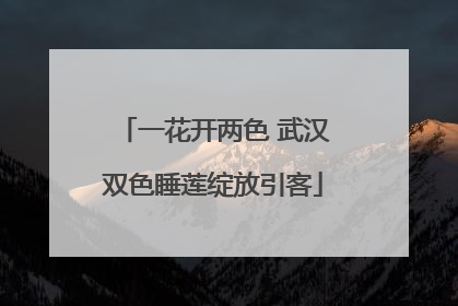 一花开两色 武汉双色睡莲绽放引客