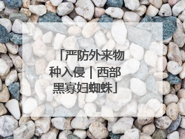 严防外来物种入侵｜西部黑寡妇蜘蛛