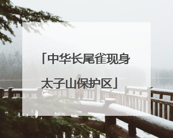 中华长尾雀现身太子山保护区