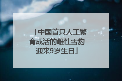 中国首只人工繁育成活的雌性雪豹迎来9岁生日