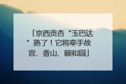 京西贡杏“玉巴达”熟了！它将牵手故宫、香山、颐和园