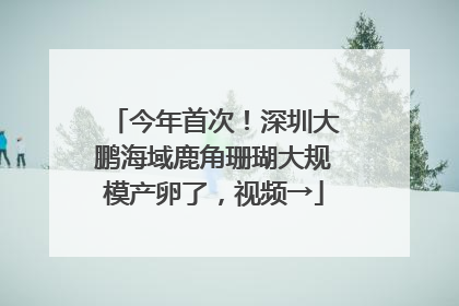 今年首次！深圳大鹏海域鹿角珊瑚大规模产卵了，视频→