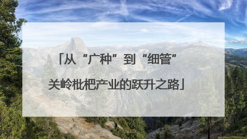 从“广种”到“细管” 关岭枇杷产业的跃升之路