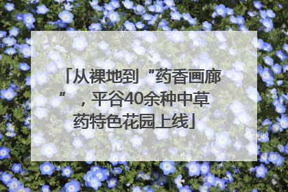 从裸地到“药香画廊”，平谷40余种中草药特色花园上线