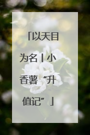 以天目为名丨小香薯“升值记”