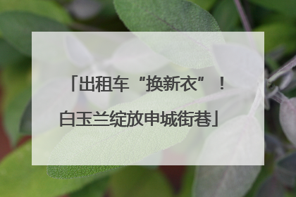 出租车“换新衣”！白玉兰绽放申城街巷