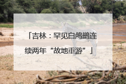 吉林：罕见白鸬鹚连续两年“故地重游”