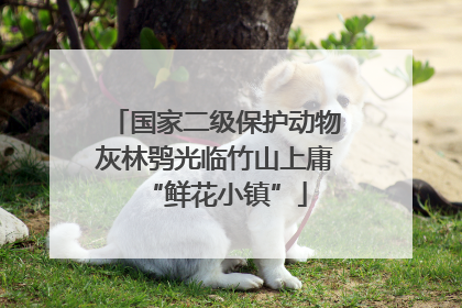 国家二级保护动物灰林鸮光临竹山上庸“鲜花小镇”