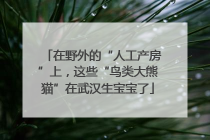 在野外的“人工产房”上，这些“鸟类大熊猫”在武汉生宝宝了