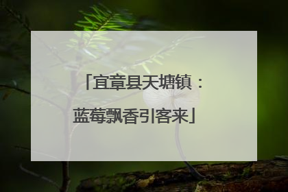 宜章县天塘镇：蓝莓飘香引客来