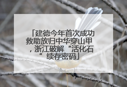 建德今年首次成功救助放归中华穿山甲，浙江破解“活化石”续存密码