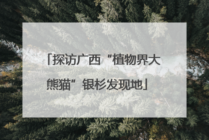 探访广西“植物界大熊猫”银杉发现地
