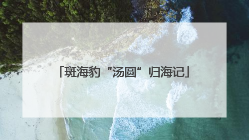 斑海豹“汤圆”归海记