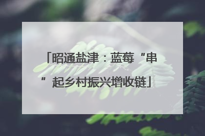 昭通盐津：蓝莓“串”起乡村振兴增收链