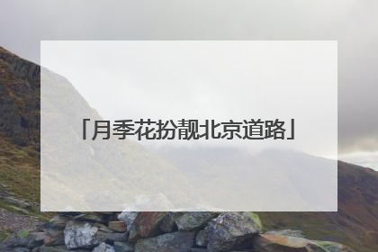 月季花扮靓北京道路