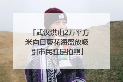 武汉洪山2万平方米向日葵花海盛放吸引市民驻足拍照
