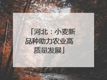 河北：小麦新品种助力农业高质量发展