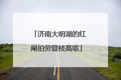济南大明湖的红尾伯劳登枝高歌