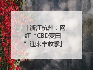 浙江杭州：网红“CBD麦田”迎来丰收季
