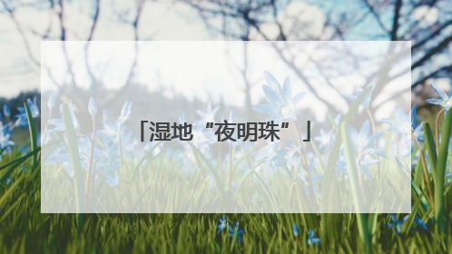 湿地“夜明珠”