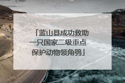 蓝山县成功救助一只国家二级重点保护动物领角鸮