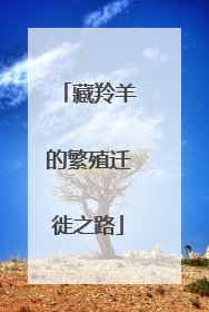 藏羚羊的繁殖迁徙之路