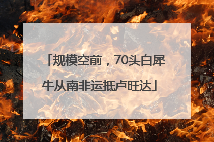 规模空前，70头白犀牛从南非运抵卢旺达