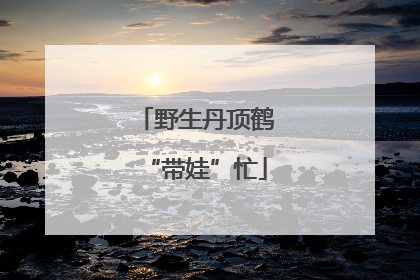 野生丹顶鹤“带娃”忙