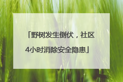 野树发生倒伏，社区4小时消除安全隐患