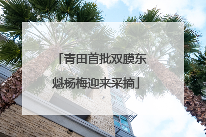 青田首批双膜东魁杨梅迎来采摘