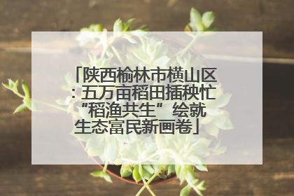 陕西榆林市横山区：五万亩稻田插秧忙 “稻渔共生”绘就生态富民新画卷