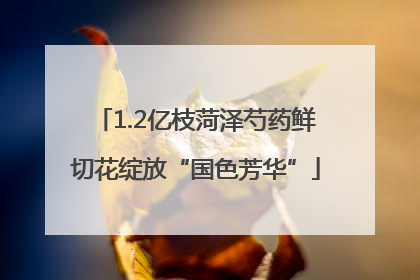 1.2亿枝菏泽芍药鲜切花绽放“国色芳华”