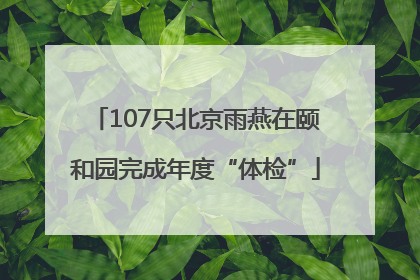107只北京雨燕在颐和园完成年度“体检”