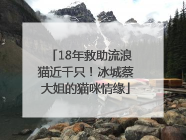 18年救助流浪猫近千只！冰城蔡大姐的猫咪情缘